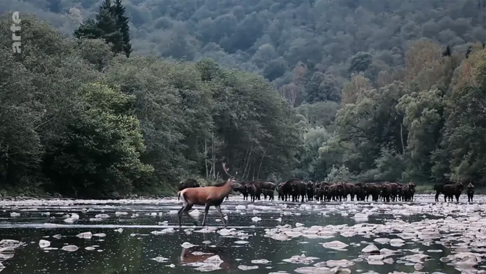 L'Europe à la reconquête de la biodiversité
